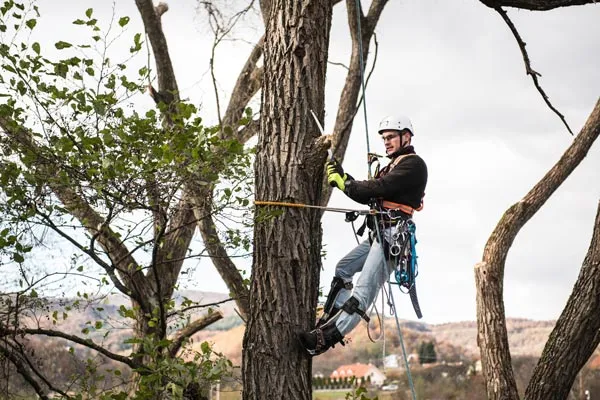 Élagage d’arbres : notre expertise pour des arbres en bonne santé, Montbrison, Cheminal Paysage