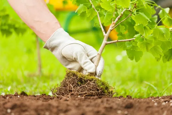 Plantation d’arbres fruitiers et feuillus : Transformez votre jardin, Montbrison, Cheminal Paysage